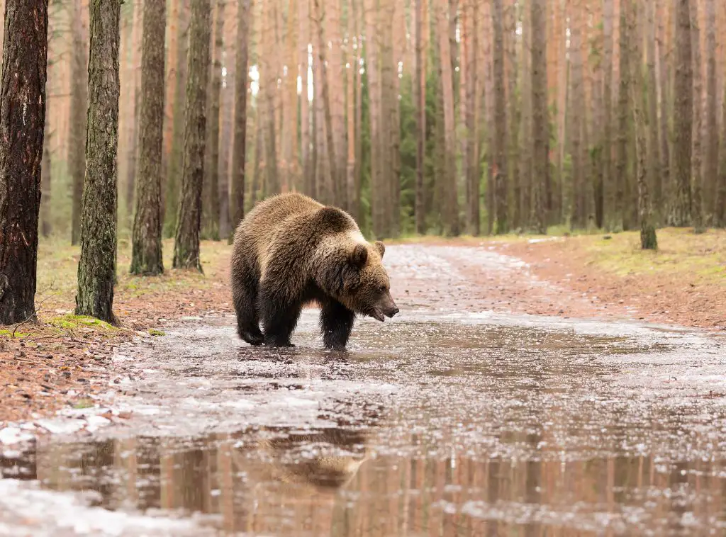 Grizzly bear in Forests