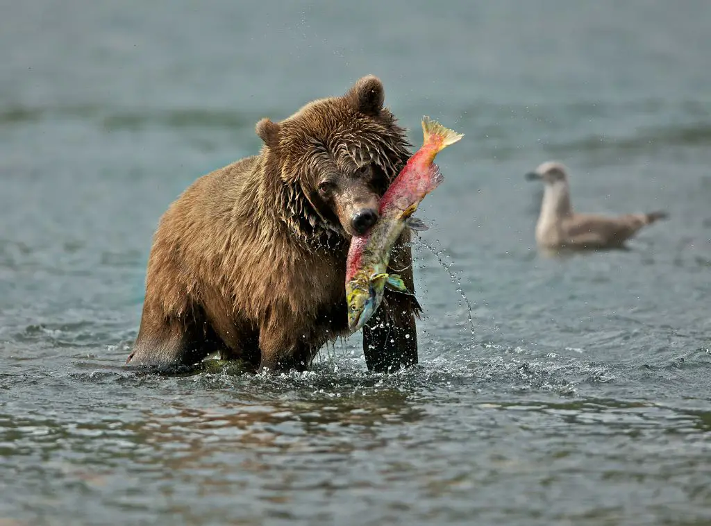 Grizzly bear in Wetlands and Riparian Zones