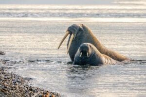 What Do Walruses Eat - Walrus Diet - Zooologist