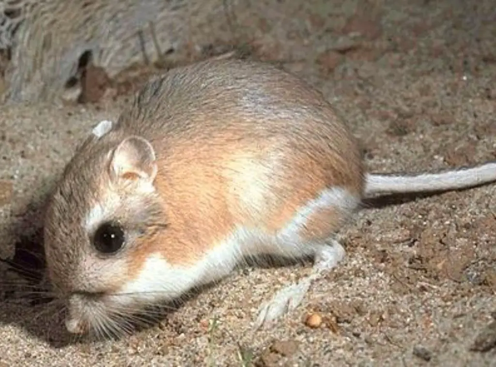 Kangaroo Rat Behavioral Adaptations
