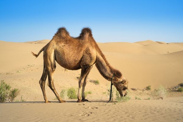 Physiological Adaptations Of camels