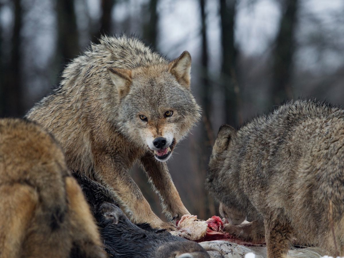 Adaptations Of A Wolf - Behavioral, Structural & Physiological - Zooologist