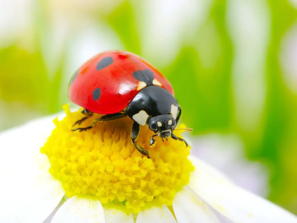 Plant pollen and nectar