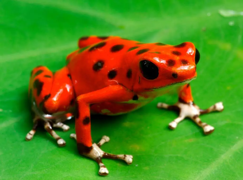 Poison Dart Frog Adaptations