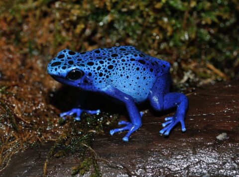 Poison Dart Frog Adaptations : Physiological, Behavioral, and ...