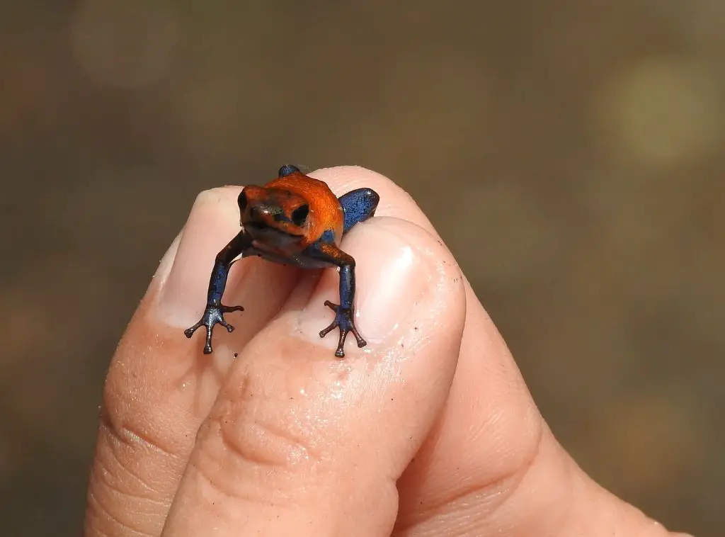 Poison Dart Frog Structural Adaptations
