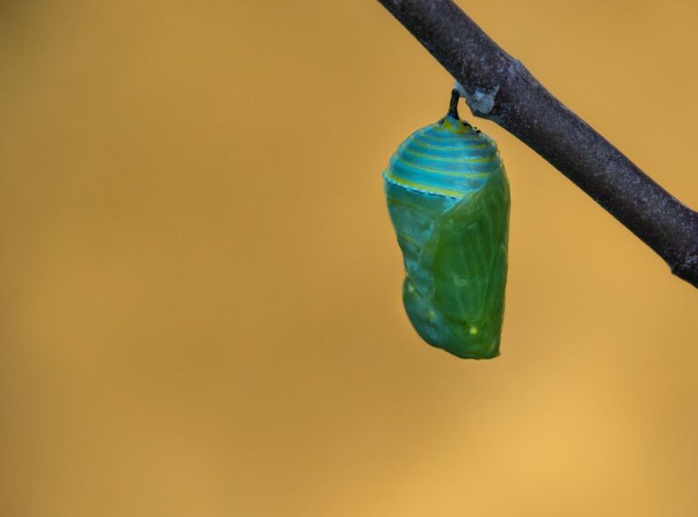 The Life Cycle of a Butterfly - Egg Stage, Larva Stage, Pupa Stage ...