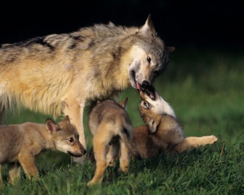 Behavioral Adaptations Of wolf
