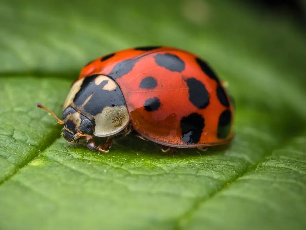 What Do Ladybugs Eat