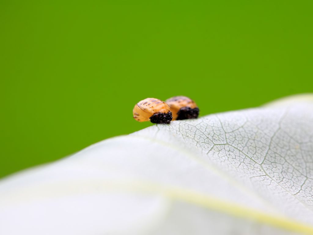 What do baby ladybugs eat