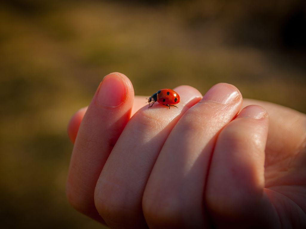 What do ladybugs eat in captivity