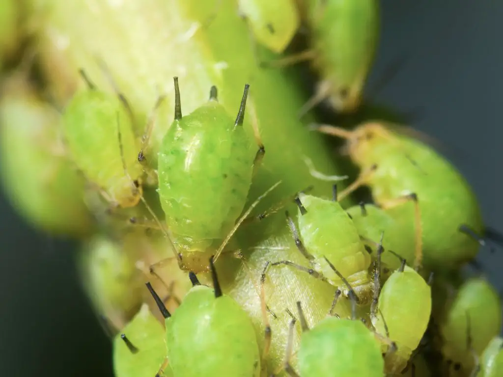aphids in the ladybug diet