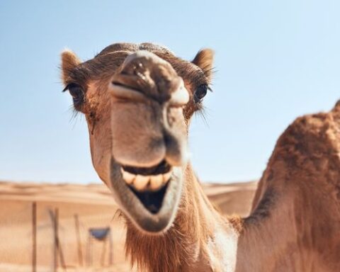 camel Long eyelashes and third eyelid