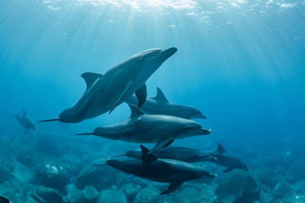 dolphin Social behavior