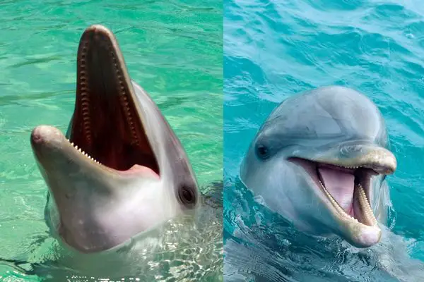 dolphins teeth