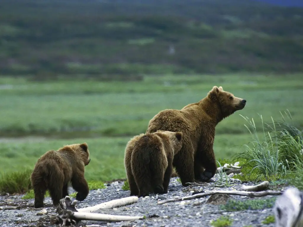 grizzly Bear with cubs