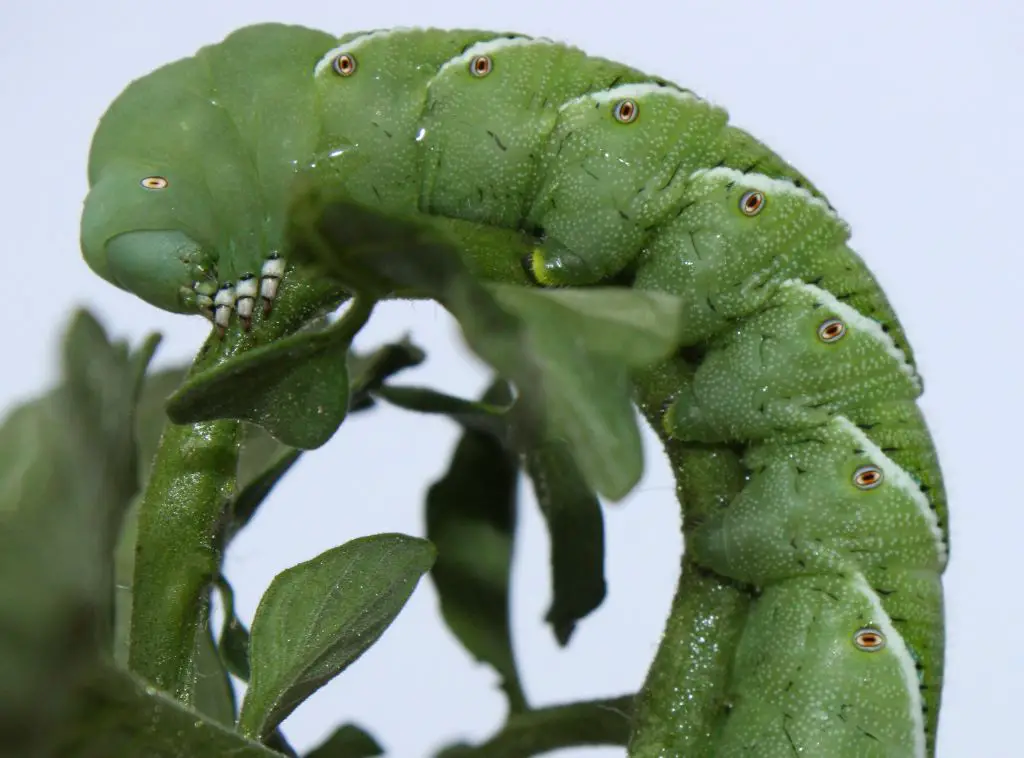 life cycle of the horned tomato worm