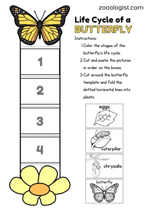 The Life Cycle of a Butterfly - Egg Stage, Larva Stage, Pupa Stage ...