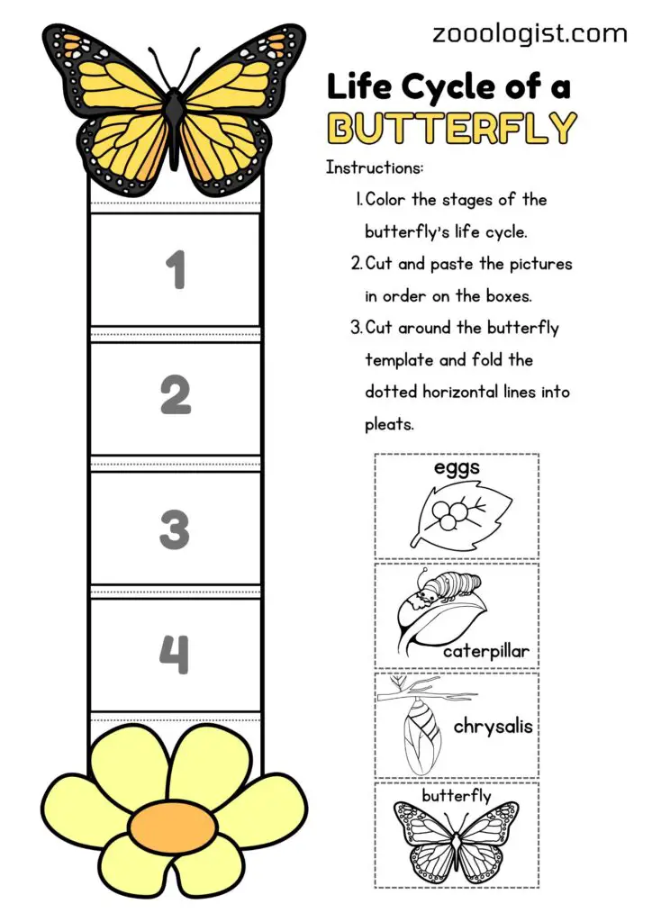 the life cycle of a butterfly worksheet