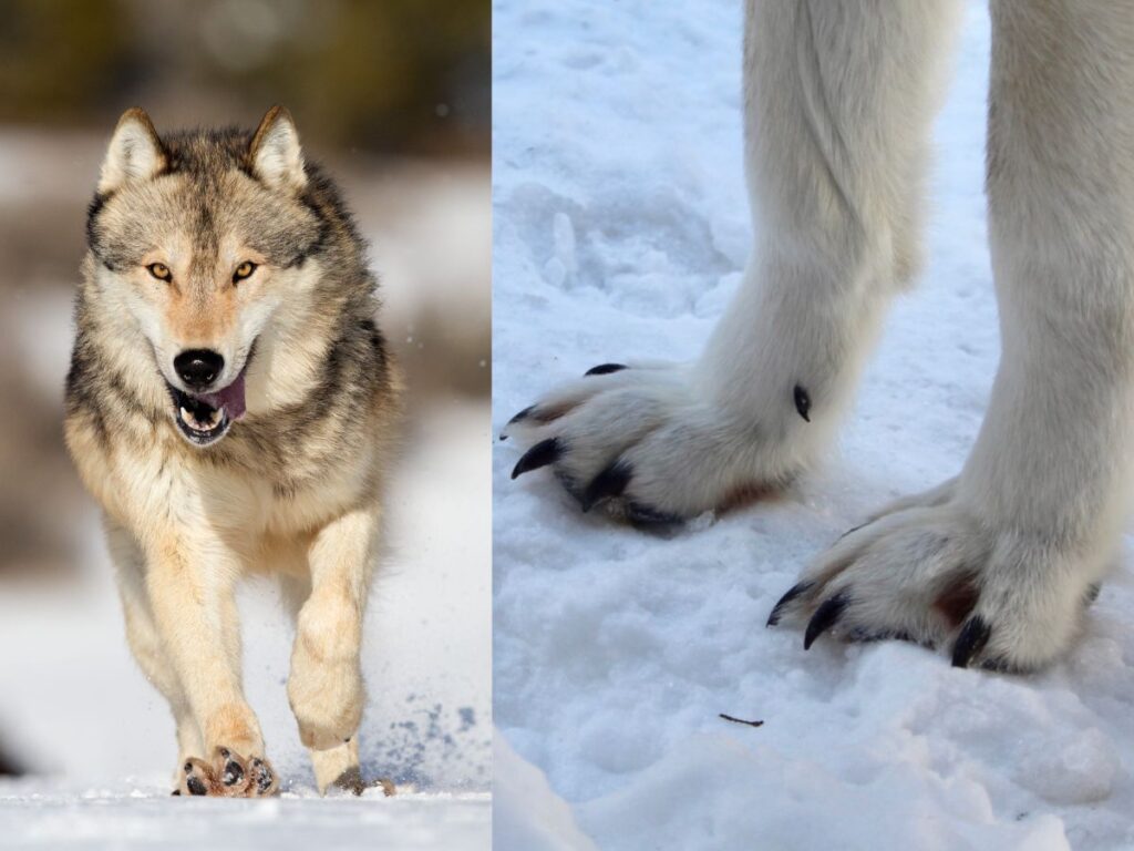 Structural Adaptations of wolf