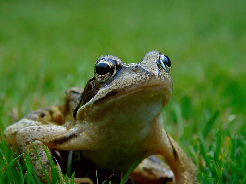 Adaptations of a frog