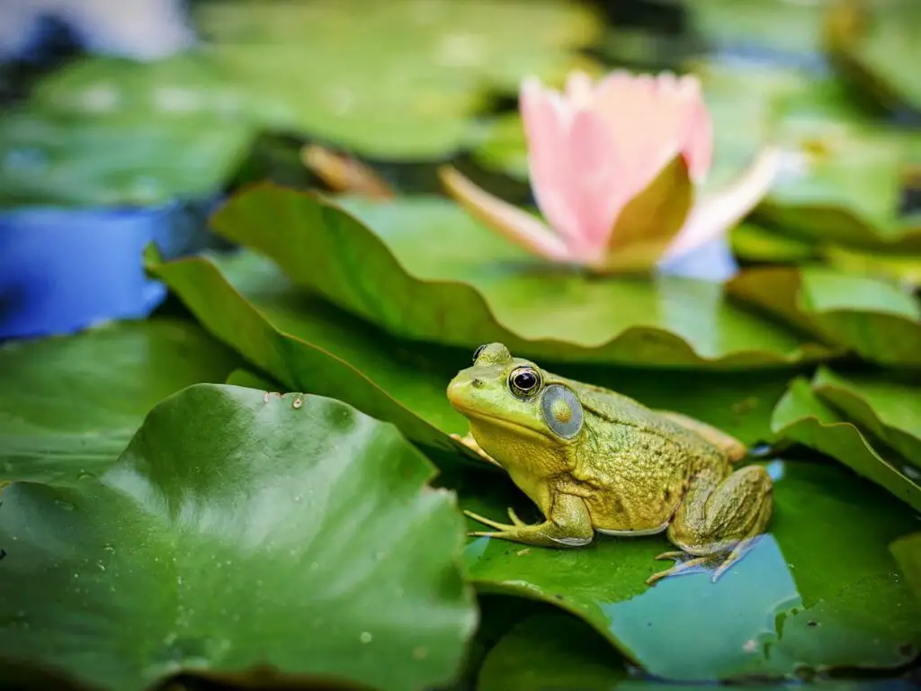 Behavioral Adaptations of a frog