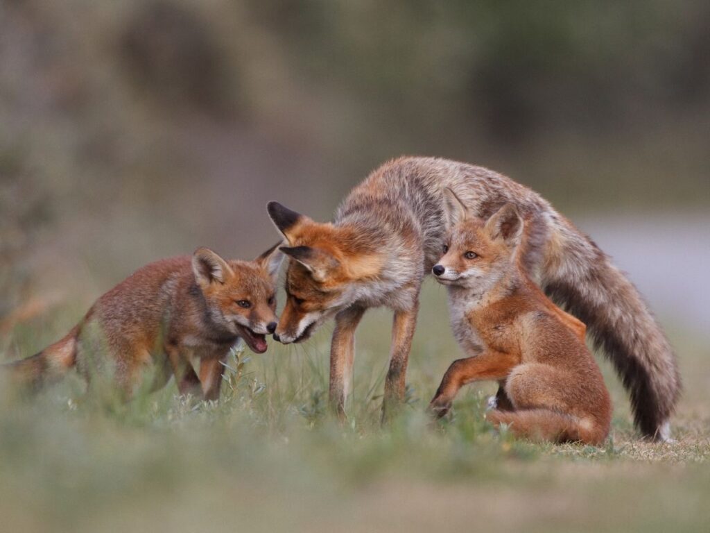 Behavioral Adaptations of red fox