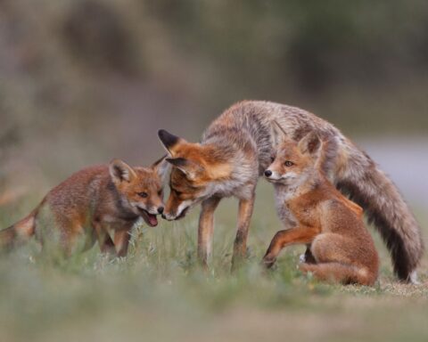 Behavioral Adaptations of red fox