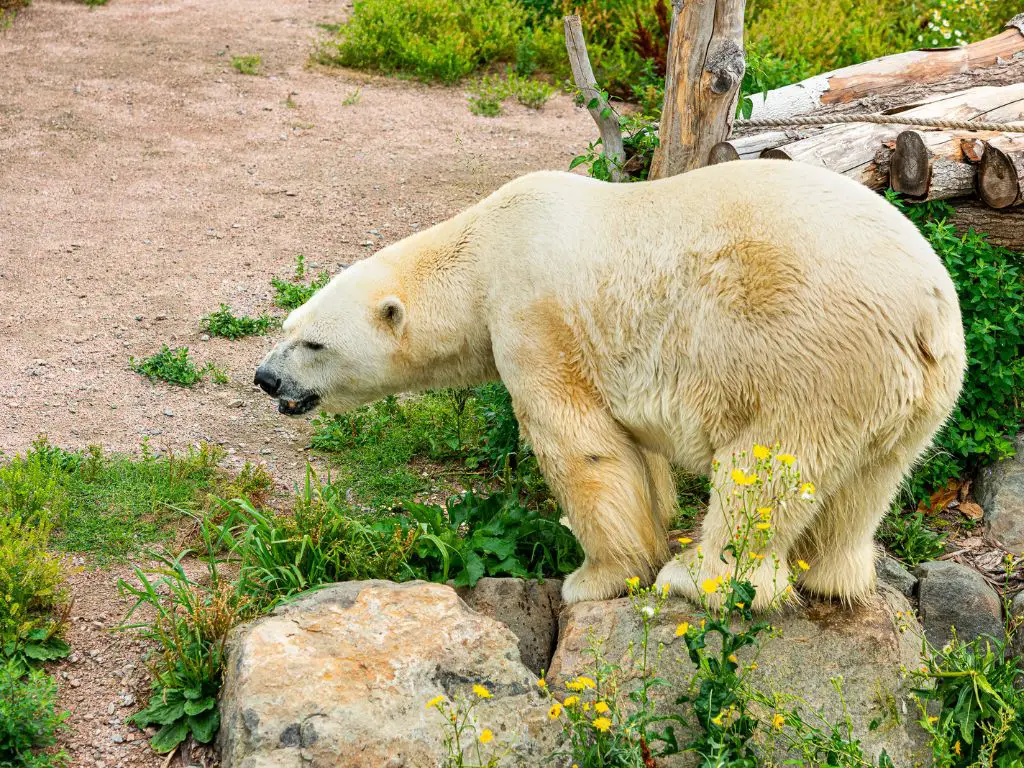 How Polar Bears and Grizzly Bears Meet