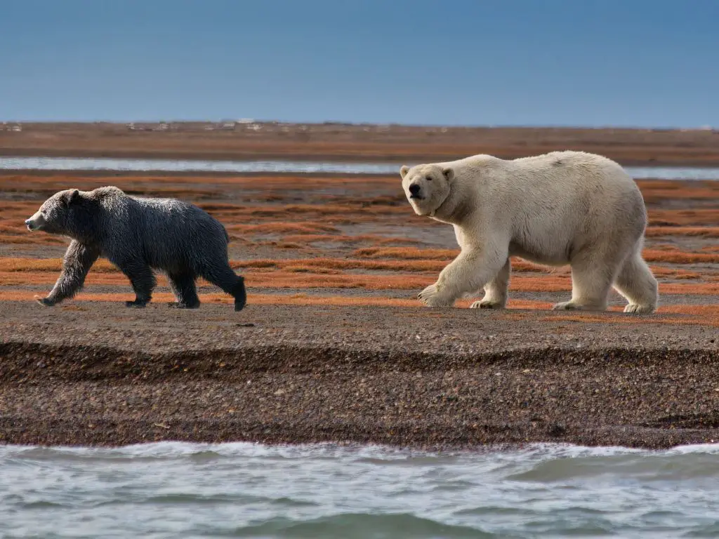 Polar Bears and Grizzly Bears Mate