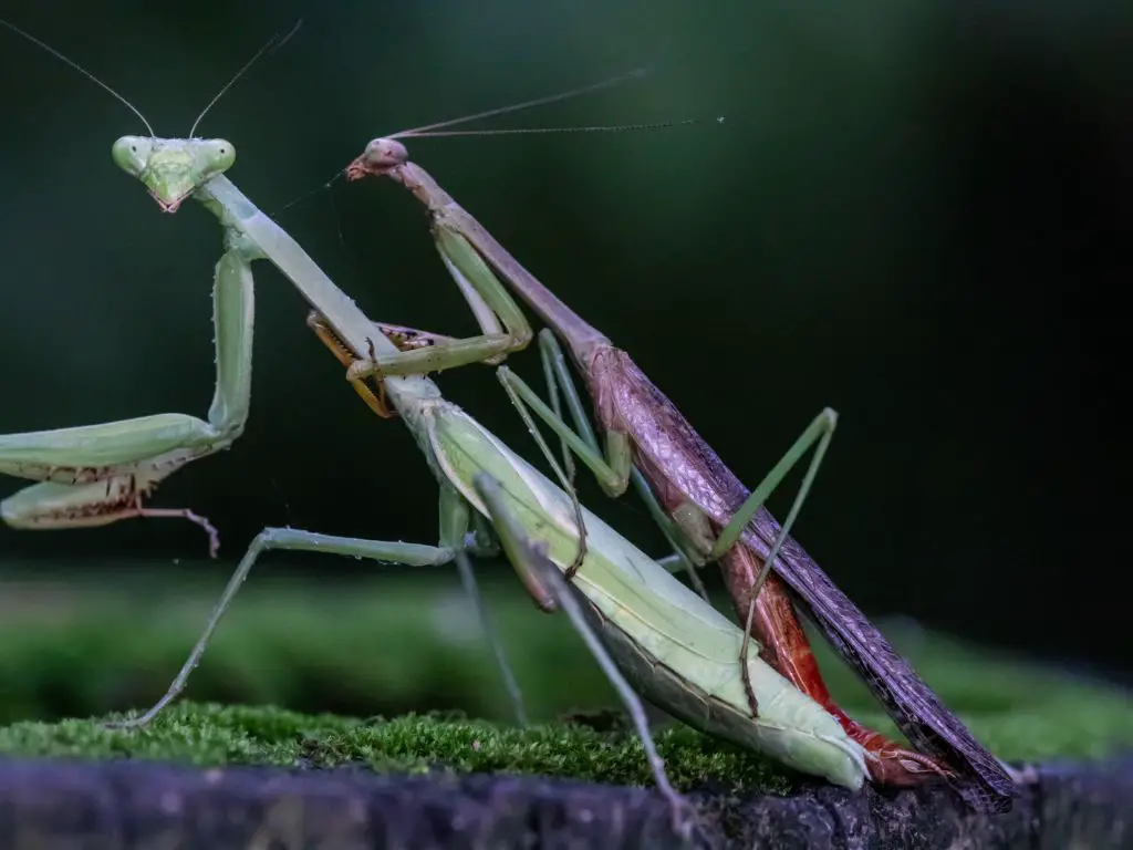 Praying Mantis Mating and Sexual Cannibalism