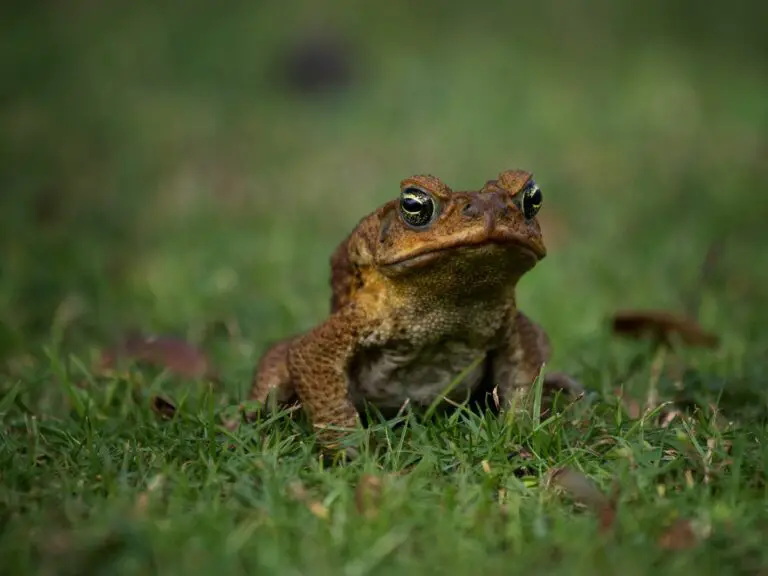 Adaptations Of A Frog - Behavioral, Structural & Physiological - Zooologist