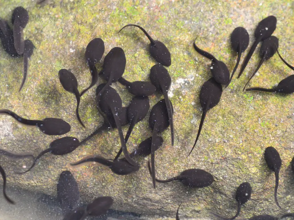Tadpole Adaptations for Survival