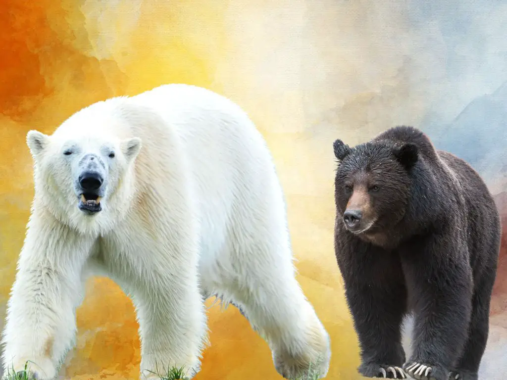 differences between polar bears and grizzly bears