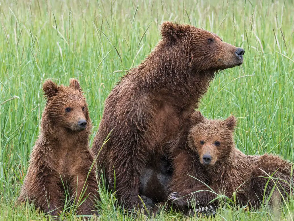 grizzly bear with cubs