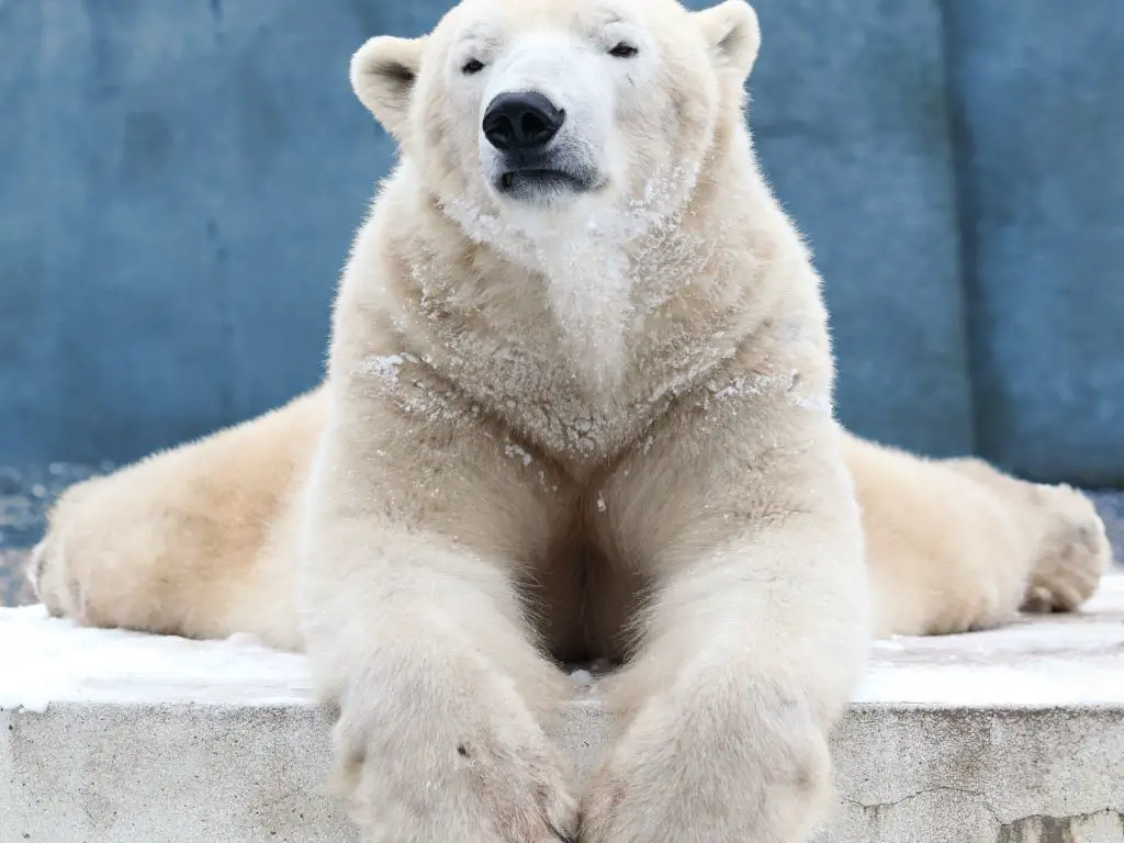 polar bear conservation