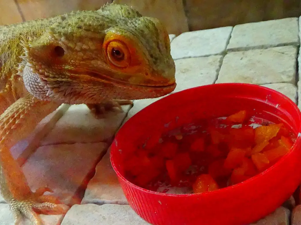 Can Bearded Dragon Eat Tomato