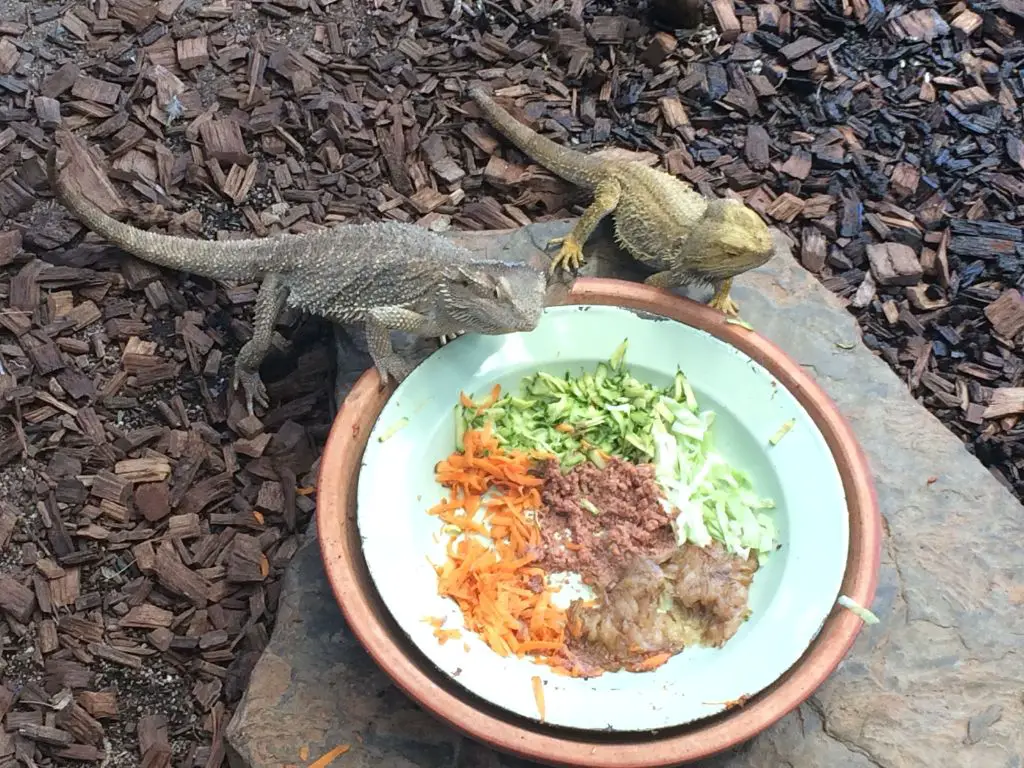What other foods to feed the bearded dragon