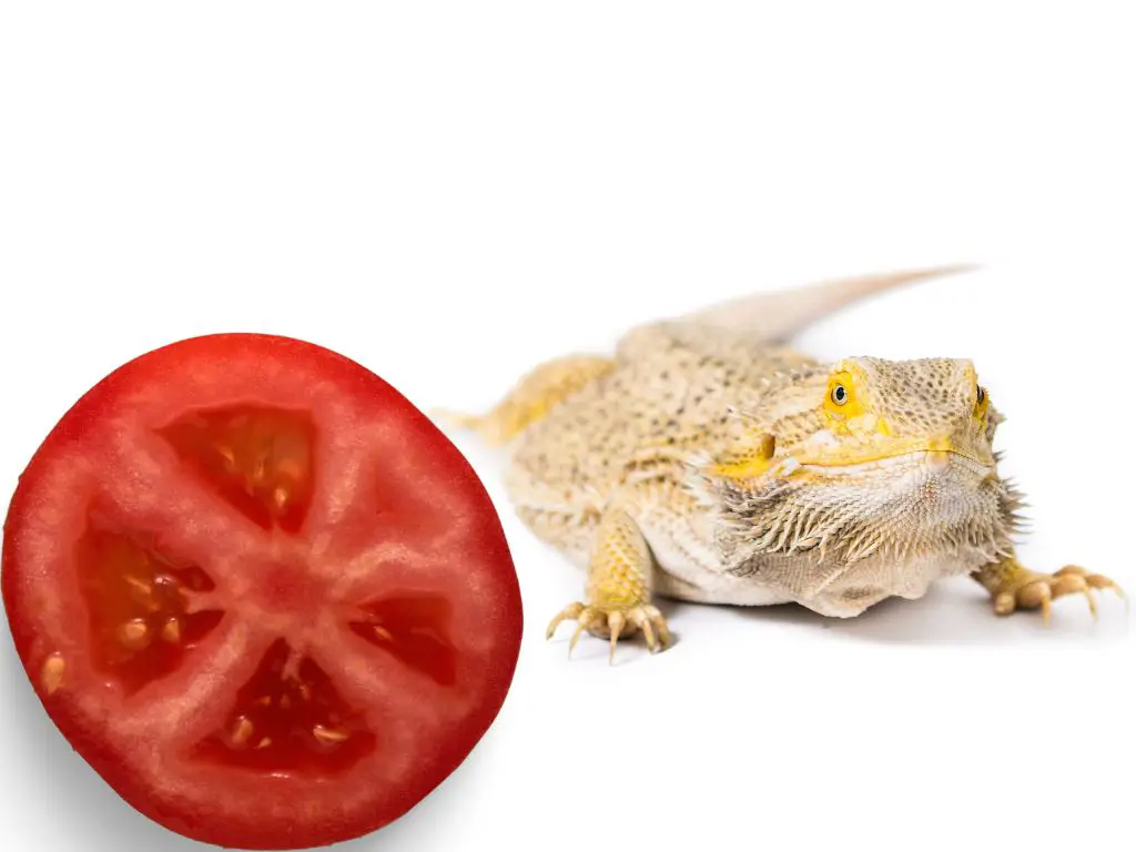 Why can't the bearded dragon eat tomato daily