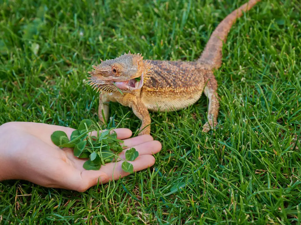 foods to feed the bearded dragon