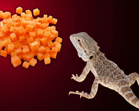 Can a Bearded Dragon Eat Carrots