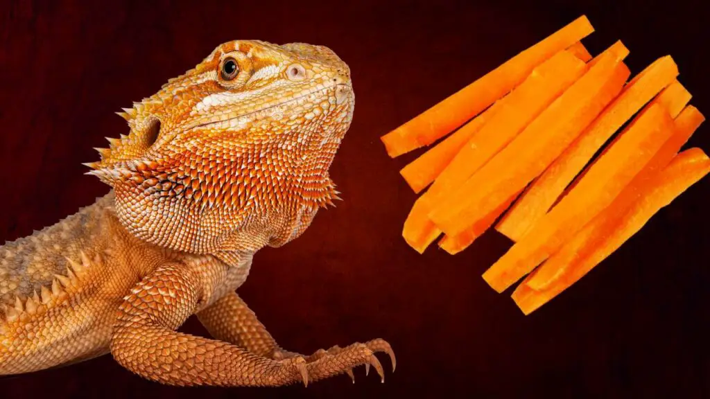 Carrots and Bearded Dragons