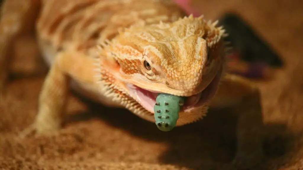 Vegetables in a Bearded Dragon's Diet