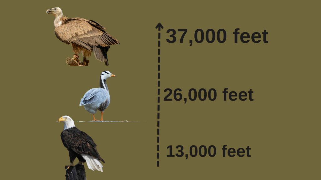 eagle flight height