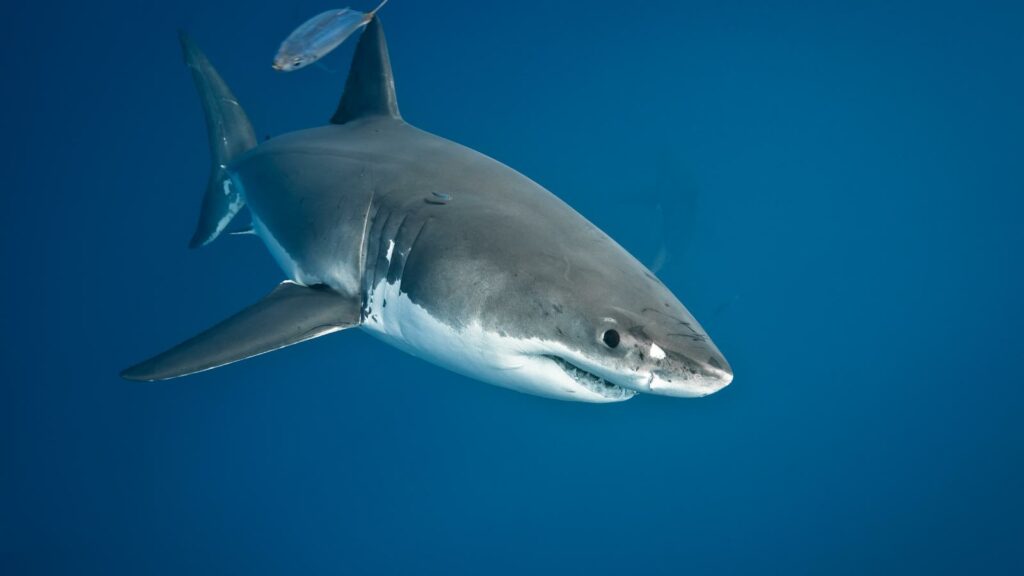 Behavioral Adaptations of the Great White Shark