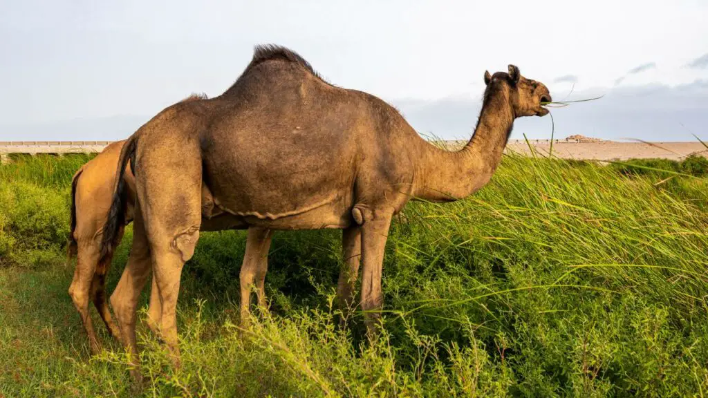 Camel