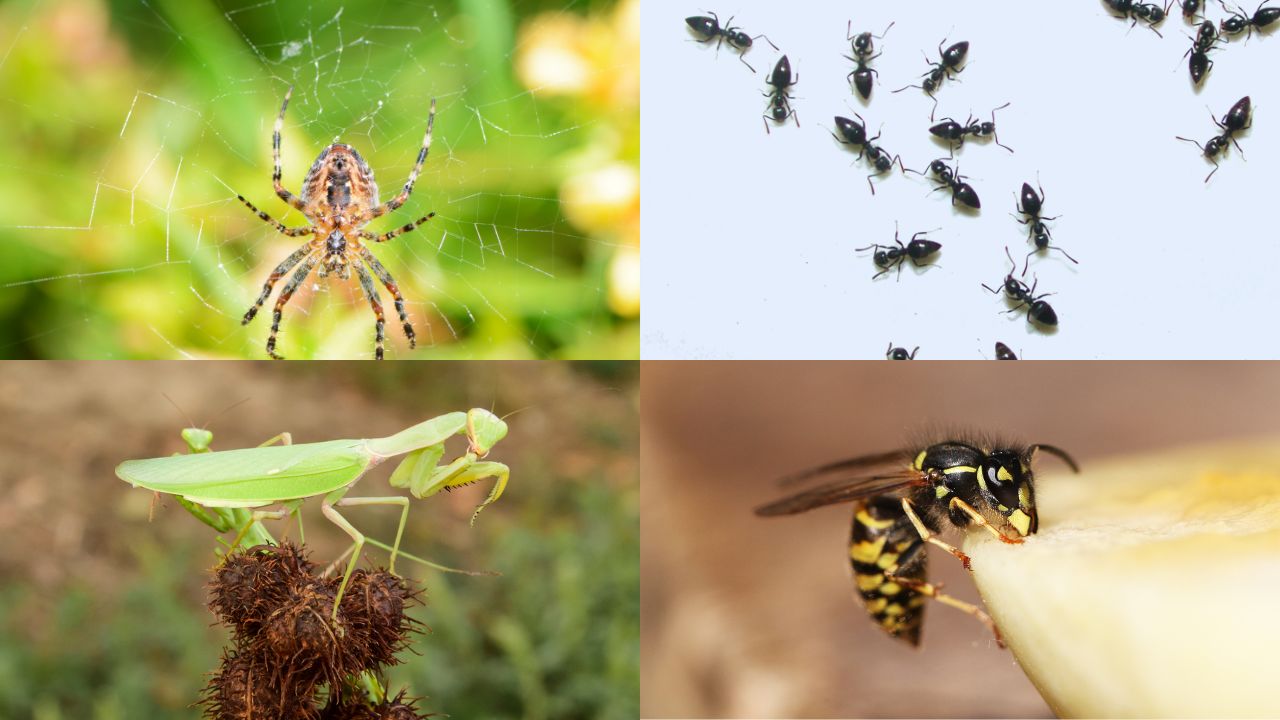 Insects that Eat Their Young