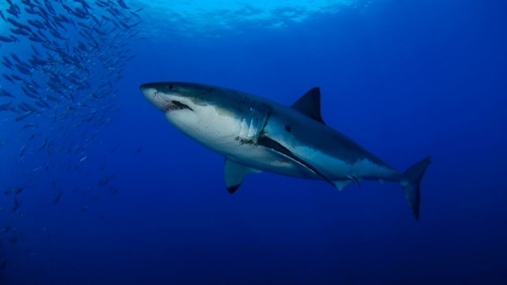 Large Pectoral Fins of great white shark