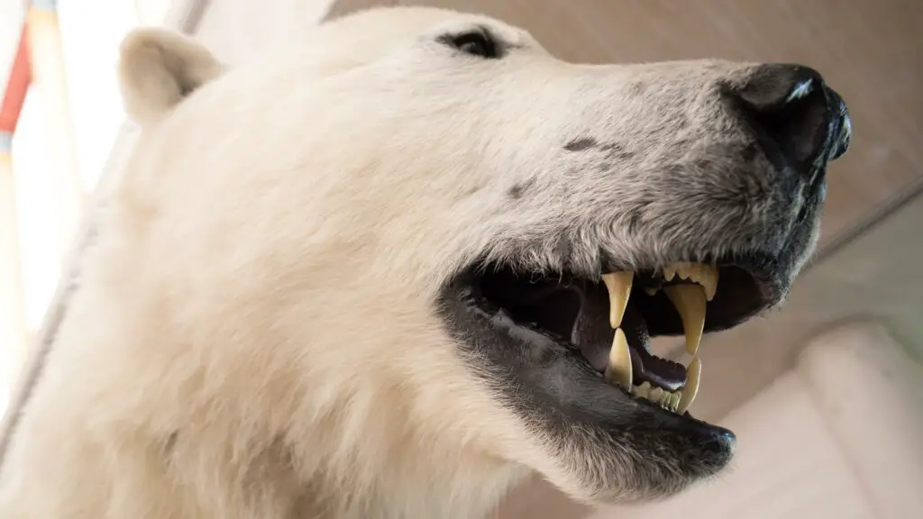 Polar Bear Teeth