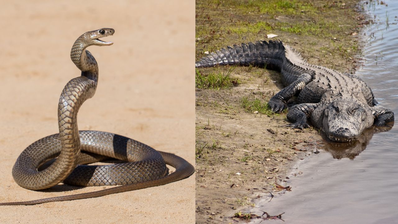 Reptiles that Eat Their Young